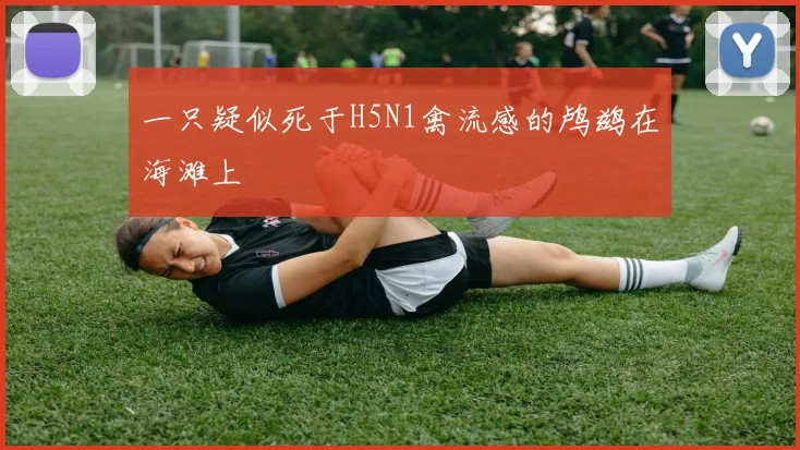 一只疑似死于H5N1禽流感的鸬鹚在海滩上